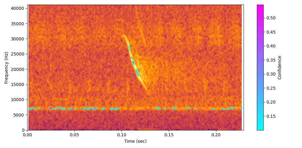 Bat echolocation spectrogram